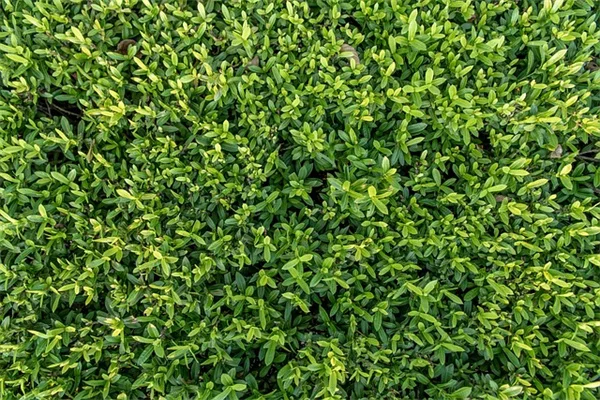 難しい観葉植物7選！枯らさないコツと失敗しない育て方